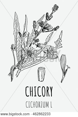 Vector Drawings Of Chicory. Hand Drawn Illustration. Latin Name Cichorium L.