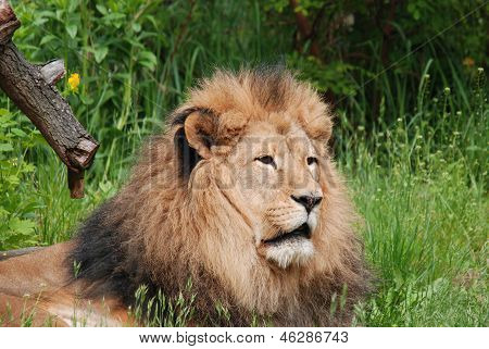 Lion mâle