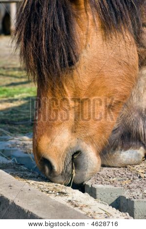 Reiten Pferdekopf