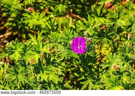 Purple Flowers Of Wild Geranium Maculatum Close Up. Spring Nature, Spring Garden. Geranium Maculatum