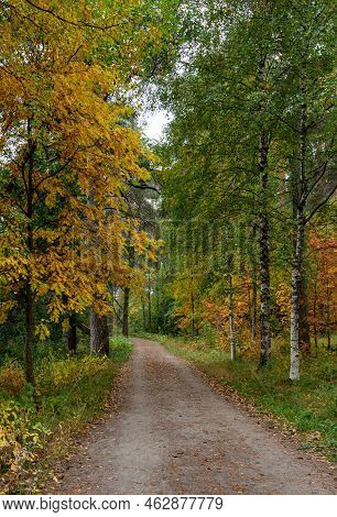 Autumn Season Forest Landscape With Maple Yellow Leaves On The Ground. Footpath In The Park. Kuopio 