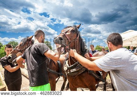 Ruma, Serbia - June 26, 2022: Selective Blur On Three Agriculturers, Serbian Young Men, Taming Draft