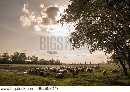 Selective Blur On A Flock And Herd Of White Sheeps, With Short Wool, Standing And Eating In The Gras