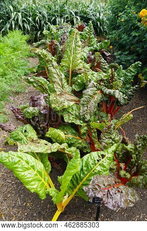 Fresh Green Leaves With Red And Yellow Stems Of Swiss Chard 'bright Lights'