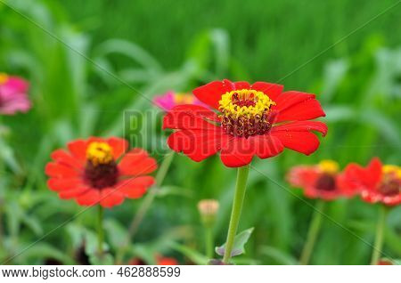 Red Zinnia Flower Is A Genus Of Plants Of The Tribe Heliantheae Within The Family Asteraceae