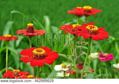 Red Zinnia Flower Is A Genus Of Plants Of The Tribe Heliantheae Within The Family Asteraceae