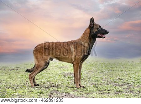 Young Belgian Shepherd Training In The Nature For Security