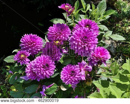 Decorative Dahlia Variabilis Variety Dalina Maxi Morelia In The Garden. Many Pink Flowers In Undersi