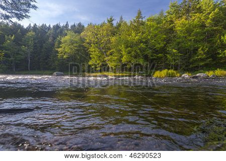 แม่น้ำในป่า