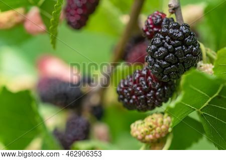 Mulberry Berries On The Branches. The Berries Of The Mulberry Tree. The Berries Look Like Scary Cate