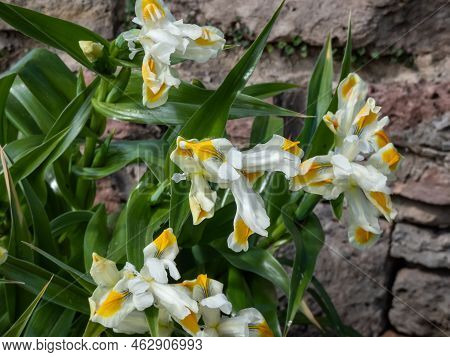 Close-up Shot Of The Iris Magnifica X Bucharica 'sunny Side Up' Flowering With Pure White Flowers Wi