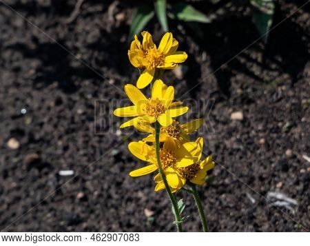 Close-up Shot Of The Narrowleaf Arnica And Arctic Arnica (arnica Angustifolia) Bearing A Large, Sing