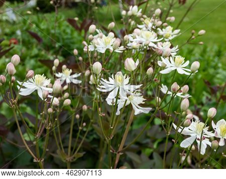 Purple Ground Clematis (clematis Recta Var. Atropurpurea). Leaves Emerge Purple And Fade To Dark Gre