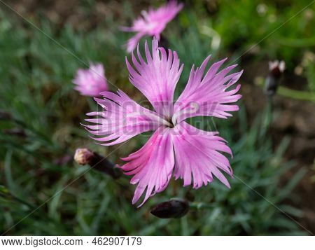 Common Pink, Garden Pink Or Wild Pink (dianthus Plumarius) Flowering With Symmetric Five-pettalled P