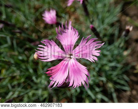 Common Pink, Garden Pink Or Wild Pink (dianthus Plumarius) Flowering With Symmetric Five-pettalled P