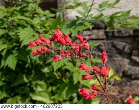 Red Coral Bells (heuchera Sanguinea) 'splendens' Form A Low Mound Of Rounded Deep-green Leaves, Bear