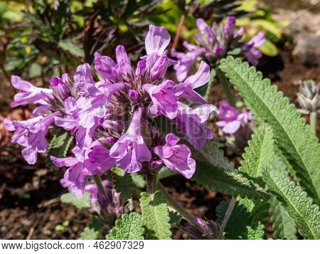 Betonica Nivea Subsp. Abchasica Flowering With Bright Purple To Red Flowers That Appear Throughout T