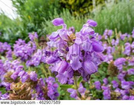 The Large-flowered Self-heal (prunella Grandiflora) 'violacea' Flowering With Tubular, Purple Flower