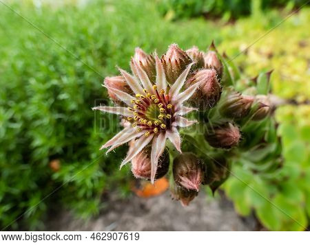 Macro Shot Of The Sempervivum Species Flowering With Star Shaped, Pink And Yellow Flower With Many P