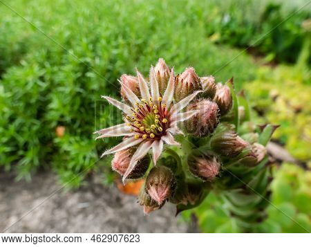 Macro Shot Of The Sempervivum Species Flowering With Star Shaped, Pink And Yellow Flower With Many P