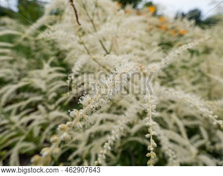 The Goatsbeard (aruncus Dioicus) 'kneiffii' Flowering In The Garden With Showy, Plume-like Spikes Of
