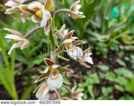 The Marsh Helleborine (epipactis Palustris) Flowering With The Flowers With Sepals That Are Coloured