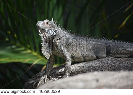 Gray Iguana Pushing Up On A Large Rock In The Sunshine.