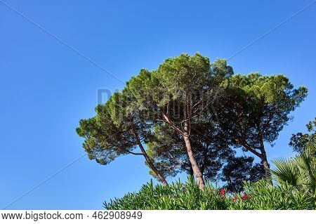 Crown Of Pinea Or Italian Pine Tree Against The Background Of Blue Sky, Copy Space