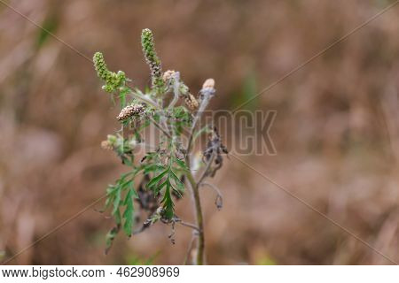 Ragweed Blooming Bushes. Ambrosia Artemisiifolia Dangerous Allergenic Plant Which Causing Strong All