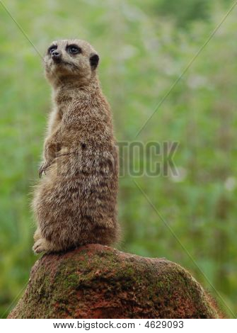 Meerkat su roccia