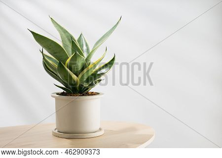Decorative Sansevieria Plant On Wooden Table In Living Room. Sansevieria Trifasciata Prain In Gray C