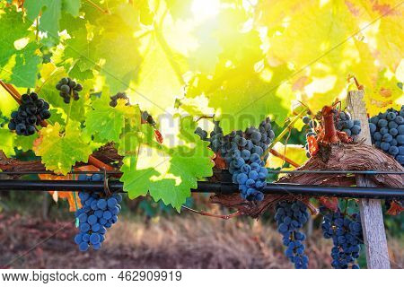 Vineyard Agricultural Fields In The Countryside, Beautiful Landscape During Sunrise.