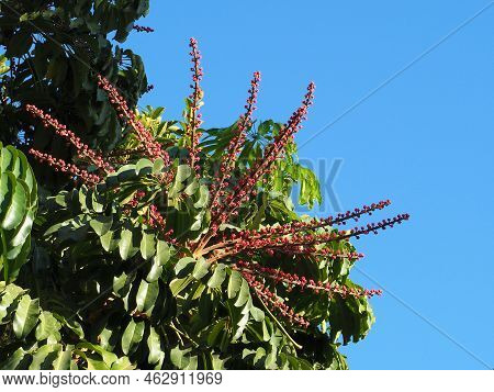Flowers And Leaves Of Octopus Tree (schefflera Actinophylla) On Blue Sky Background.