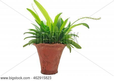 Ledebouria Kirkii Baker Young.in  Potted Plants On A White Background