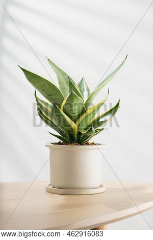 Decorative Sansevieria Plant On Wooden Table In Living Room. Sansevieria Trifasciata Prain In Gray C