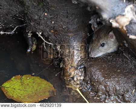 A Wild Rat Crawls Out Of A Hole In The Ground Under The Roots Of A Tree