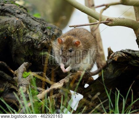 A Wild Rat Sits On The Roots Of A Tree