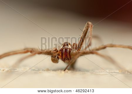 Pisaura mirabilis