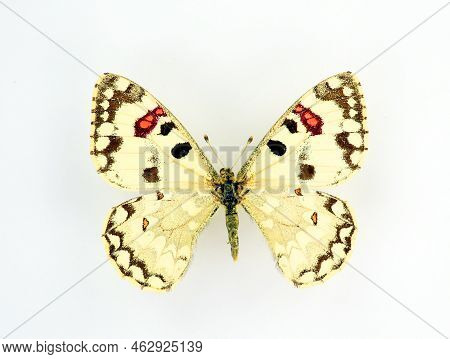 Black White Butterfly Isolated On White, Hypermnestra Helios Macro Close Up, Collection Butterflies,
