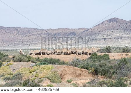 Merino Sheep On A Gravel Dam Wall Near Loxton In The Northern Cape Karoo