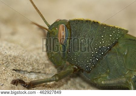 Facial Closeup On A Green Nymph Of The Egyptrian Migrating Locust Grasshopper , Anacridium Aegyptium