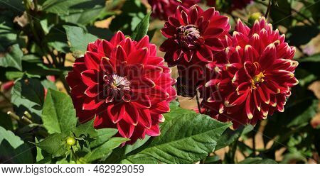 Decorative Dahlia Flowers Variety Caballero In The Garden. Beautiful Red Flowers With Yellow Edges O