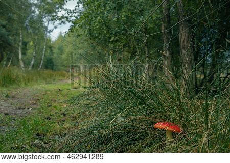 Beautiful Red Fly Mushroom In The Forest On A Green Background