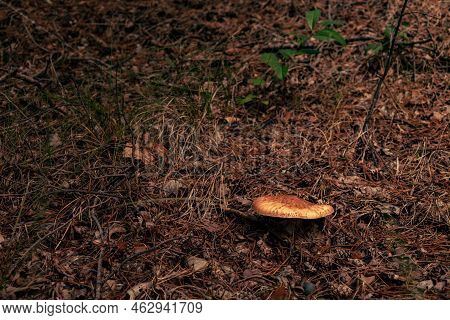 Close-up Of Mushrooms In The Autumn Forest