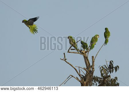 A Group Of Drara Parrots, A Non Native Species, On A Dry Tree Branch And In Flight, In Israel.