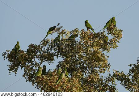A Group Of Drara Parrots, A Non Native Species, In A Tree In Israel.