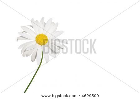 白い春の花