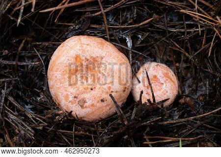 Lactarius Deliciosus, Saffron Milkcap Mushroom, Delicious Milkcap, Saffron Milkcap, Red Pine Mushroo
