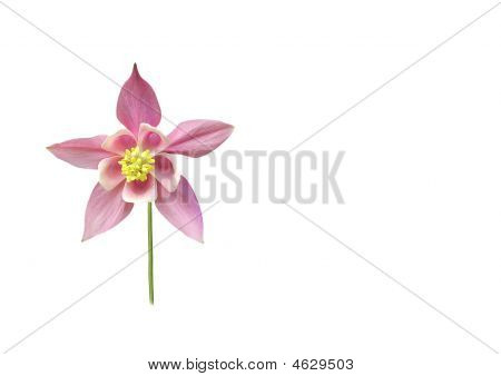 夏のピンクの花