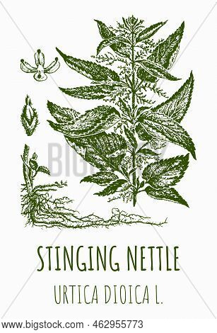 Vector Drawings Of Stinging Nettle. Hand Drawn Illustration. Latin Name Urtica Dioica L.